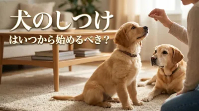 犬のしつけはいつから始めるべき？早期のしつけ開始が重要！