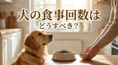 犬の1日の食事回数はどうすべき？年齢別の食事回数を解説