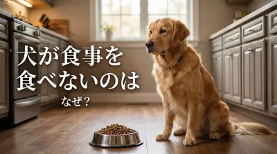 犬が食事を食べないのはなぜ？理由と対処法を解説