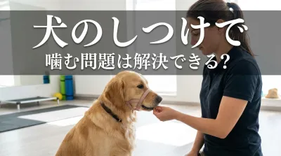 犬のしつけで噛む問題は解決できる？原因と対処法を解説