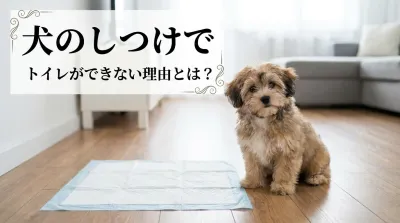 犬のしつけでトイレができないのはなぜ？理由と対処法を解説