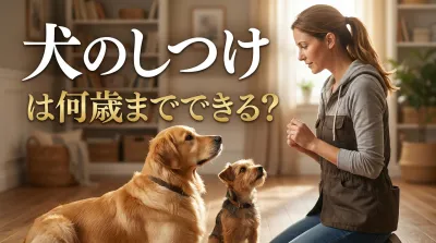 犬のしつけは何歳までできる?