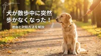 犬が散歩中に突然歩かなくなった！理由と対処方法を解説