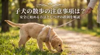 子犬の散歩の注意事項は？安全に始める方法としつけの鉄則を解説