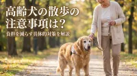 高齢犬の散歩の注意事項は？負担を減らす具体的対策を解説