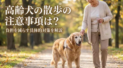 高齢犬の散歩の注意事項は？負担を減らす具体的対策を解説