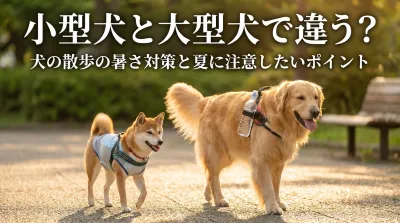 小型犬と大型犬で違う？犬の散歩の暑さ対策と夏に注意したいポイント