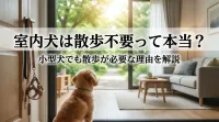 室内犬は散歩不要って本当？小型犬でも散歩が必要な理由を解説
