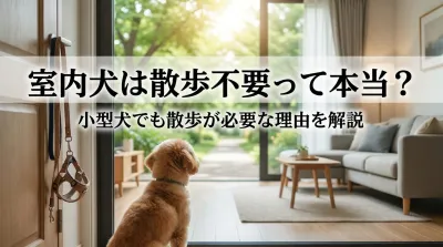 室内犬は散歩不要って本当？小型犬でも散歩が必要な理由を解説